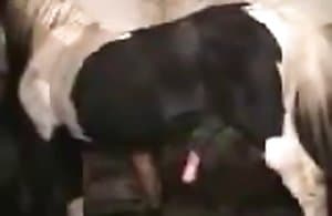 Cúi xuống vì ngựa XXX